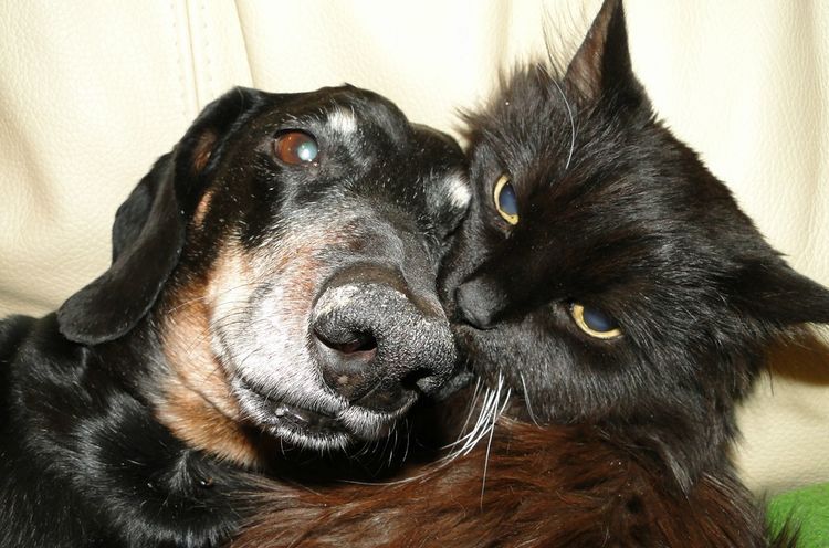 El gato es amigo del perro