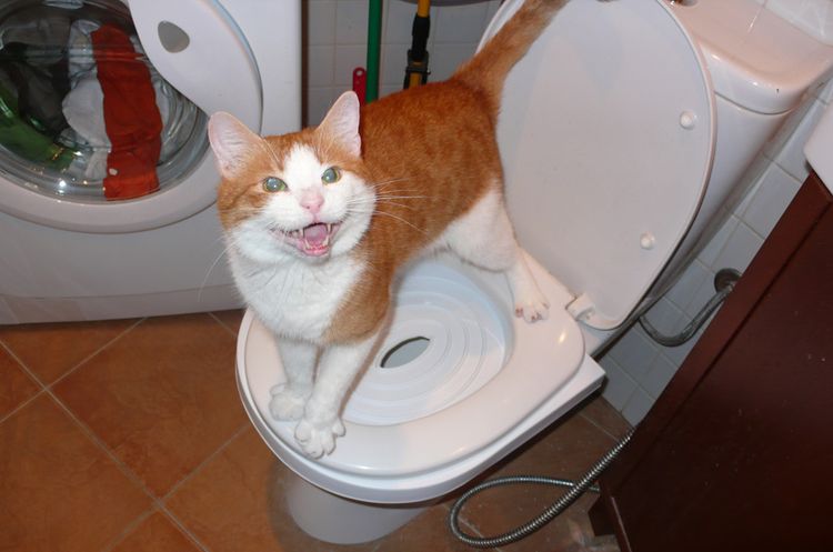 El gato en el inodoro