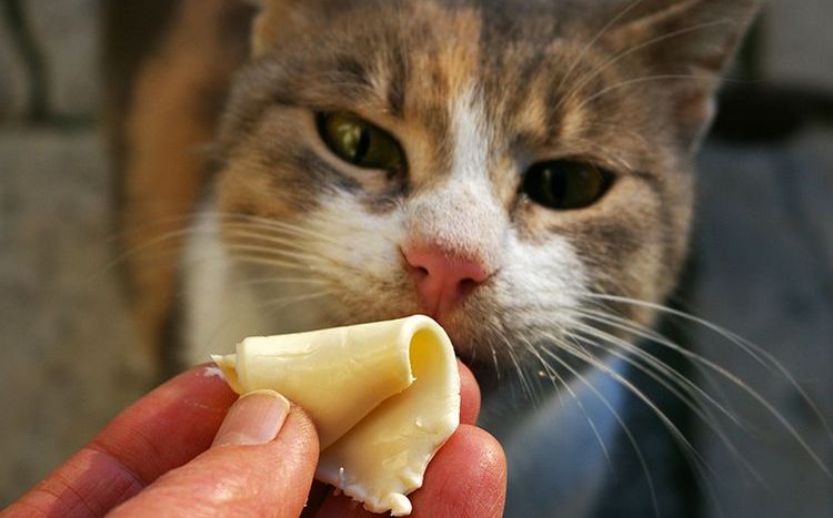 Ofrecen queso al gato.