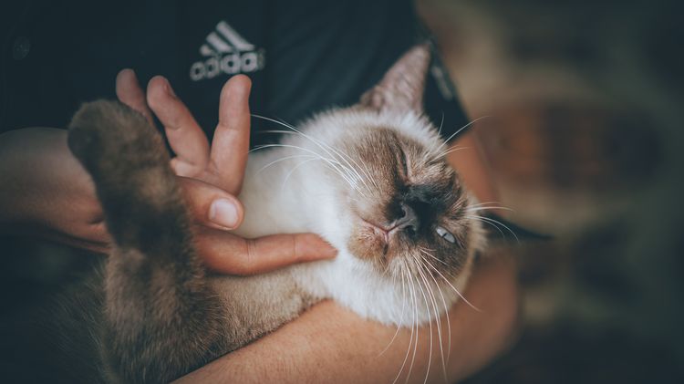 El gato y el dueño