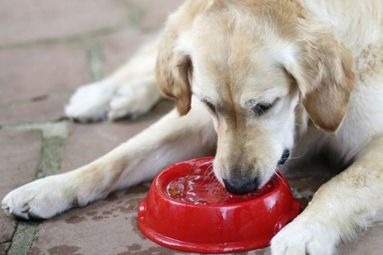 Un labrador bebe agua de un cuenco rojo