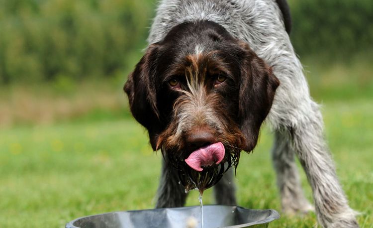 El perro bebe mucha agua