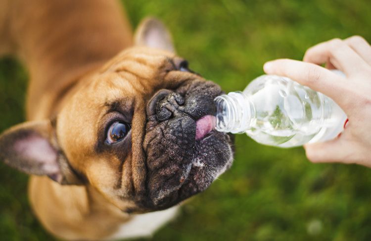 El carlino bebe de una botella