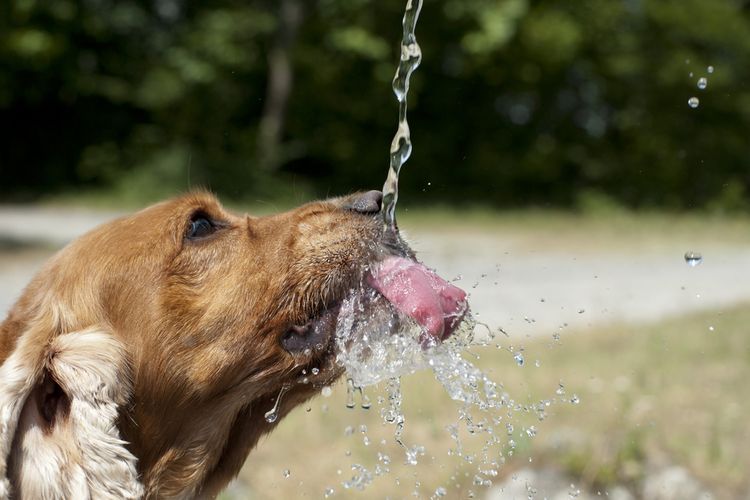 El perro bebe del grifo