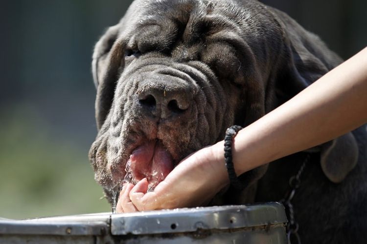 Un perro grande bebe agua