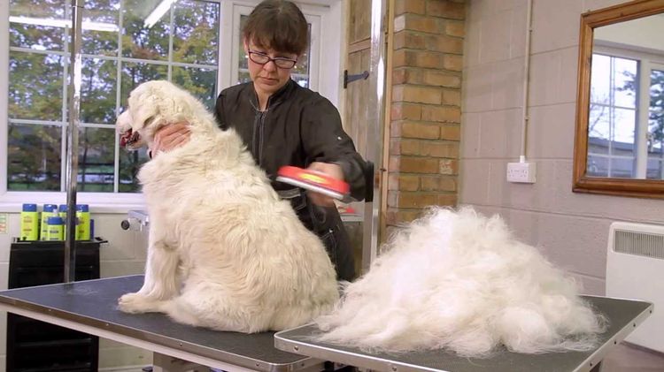 Perro en la peluquería canina