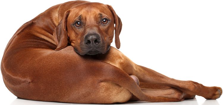 Perro