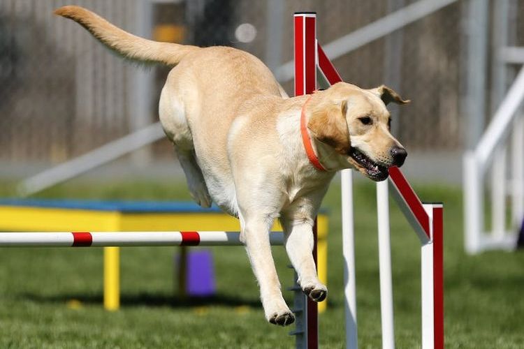 Perro en la pista deportiva
