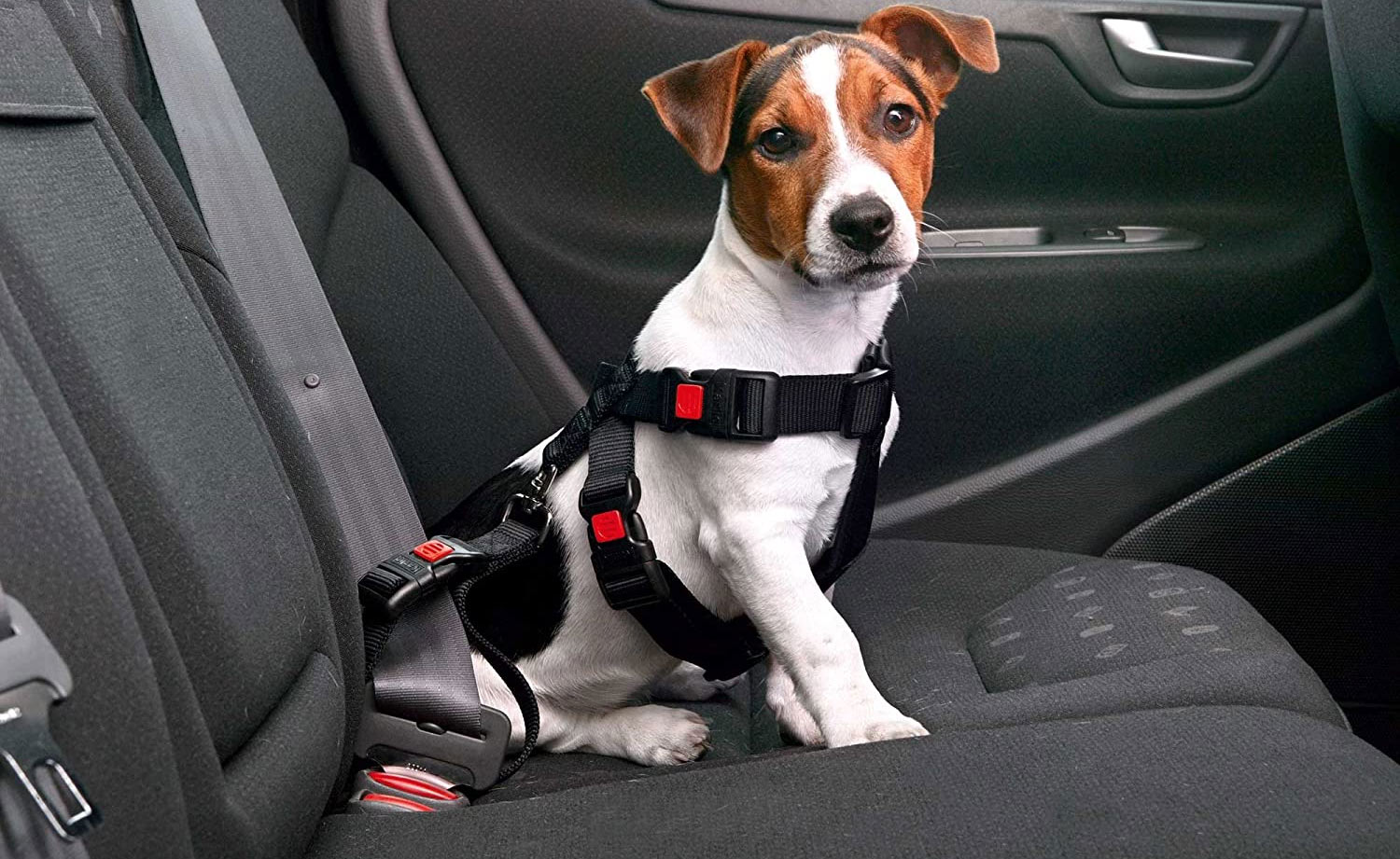 Remedios eficaces para perros contra el mareo
