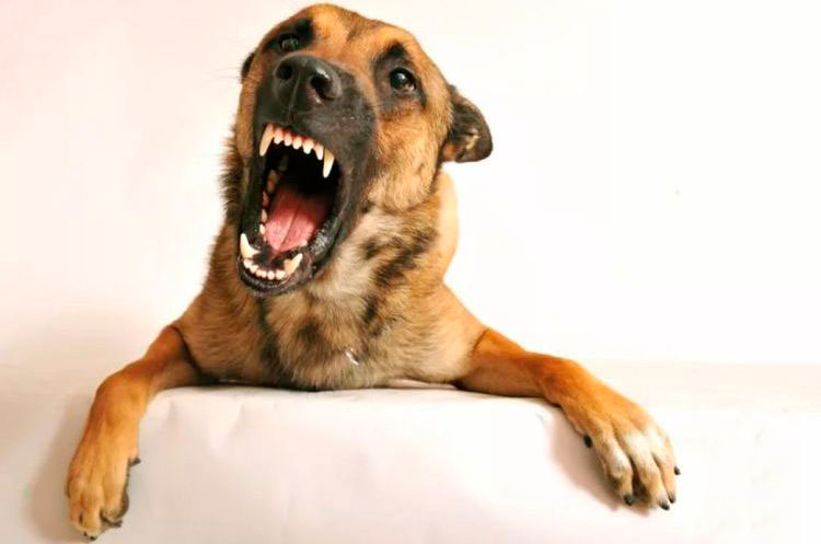 Perro excitado