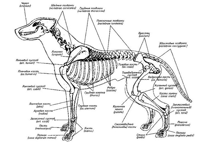 Anatomía del perro