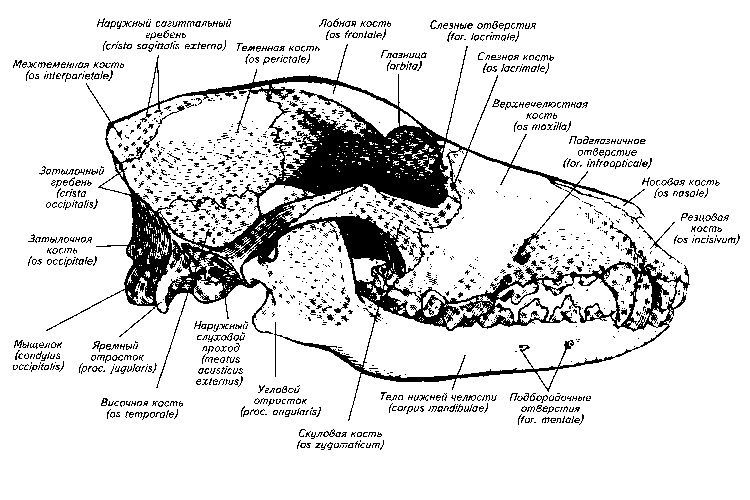 Imagen de la estructura del cráneo del perro