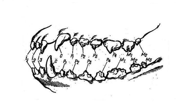 Estructura dental del perro