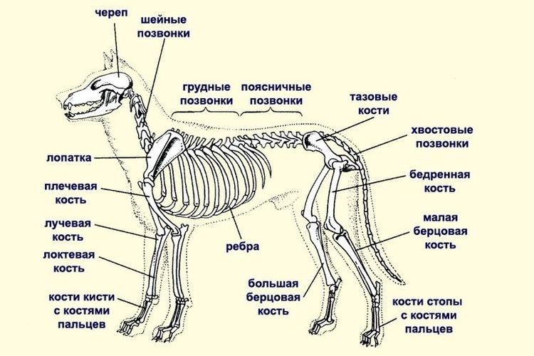 Estructura del esqueleto del perro