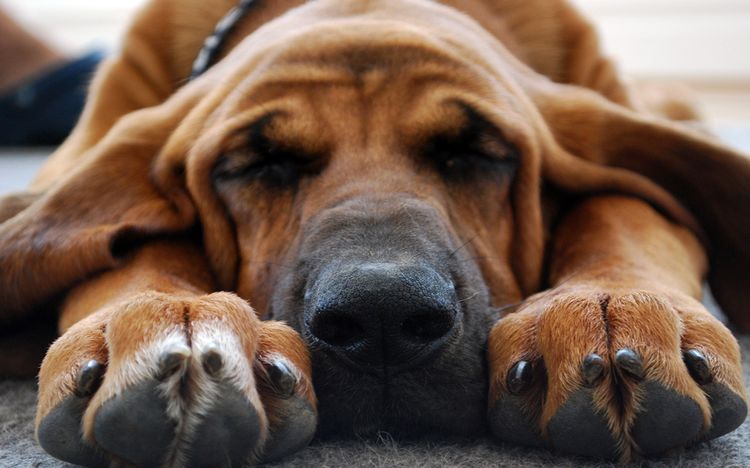 El perro duerme sobre sus patas