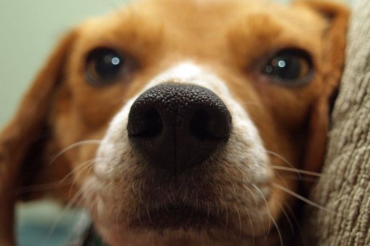 Nariz del perro