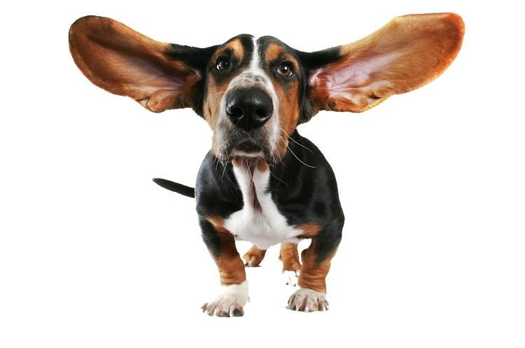Basset hound