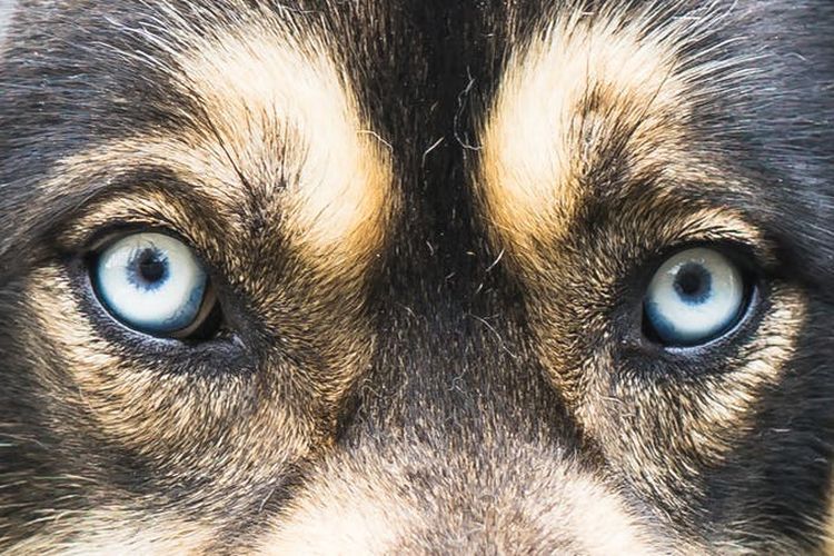 Ojos del perro