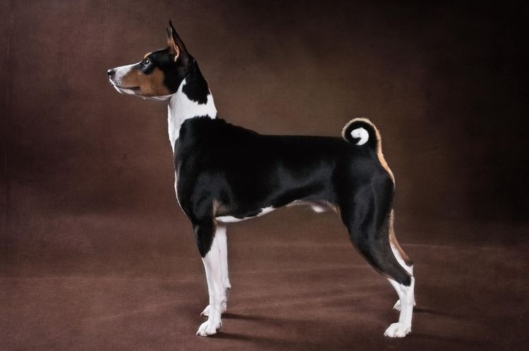 El perro de pie
