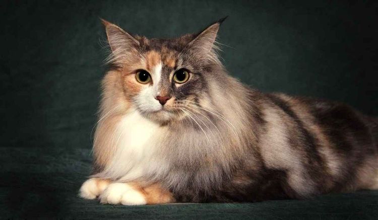 Dreifarbiger flauschiger Kater