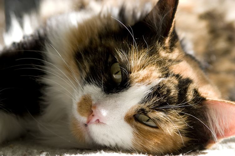 Katze in der Sonne