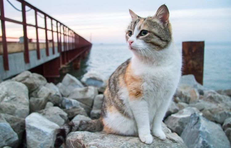 Dreifarbige Katze am Meer