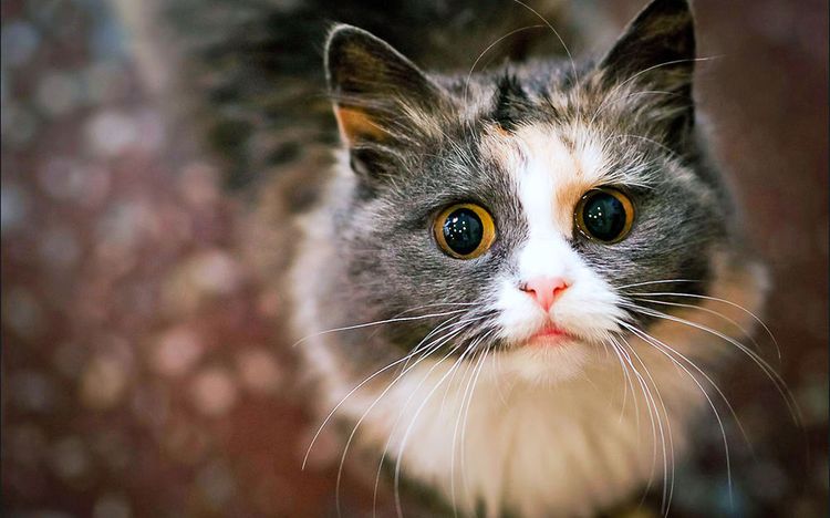 Überraschter Kater