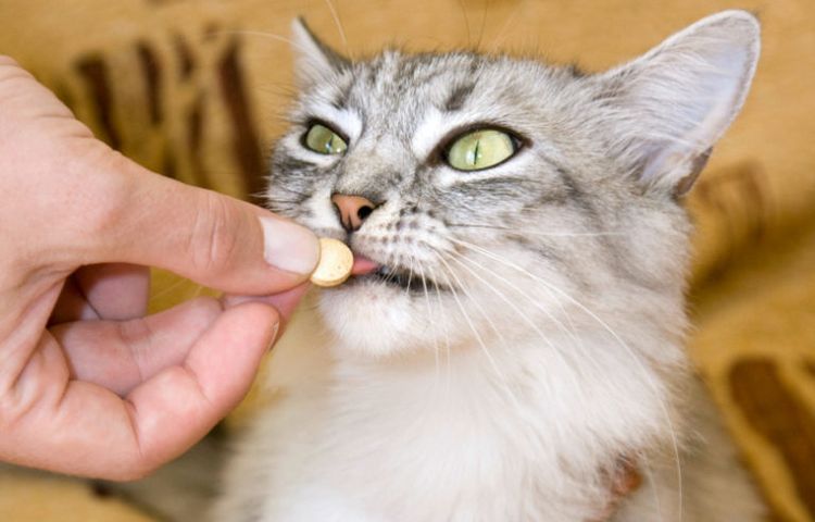 Comprimidos para gatos