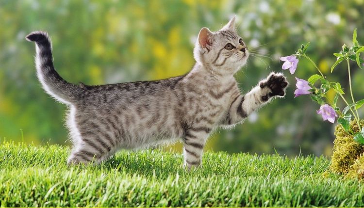 Gato en la hierba