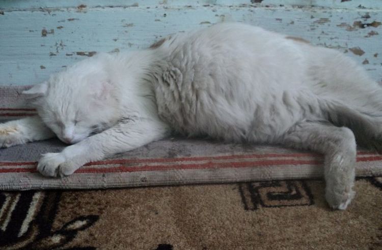 Gato con los costados hinchados