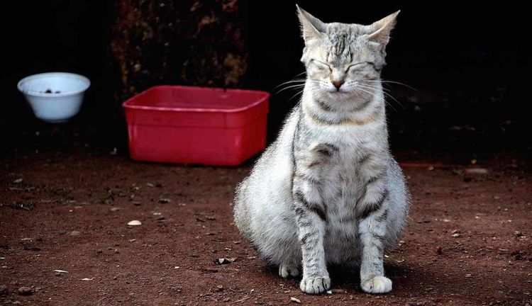 Costados hinchados en el gato