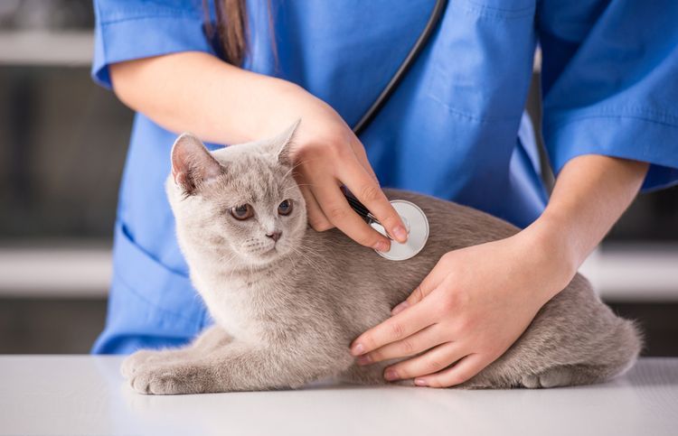 Examen del gato por el veterinario