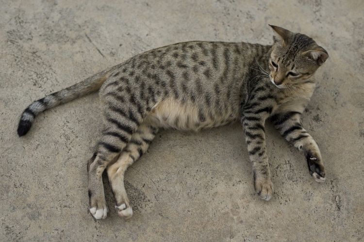 El gato tiene los costados hinchados