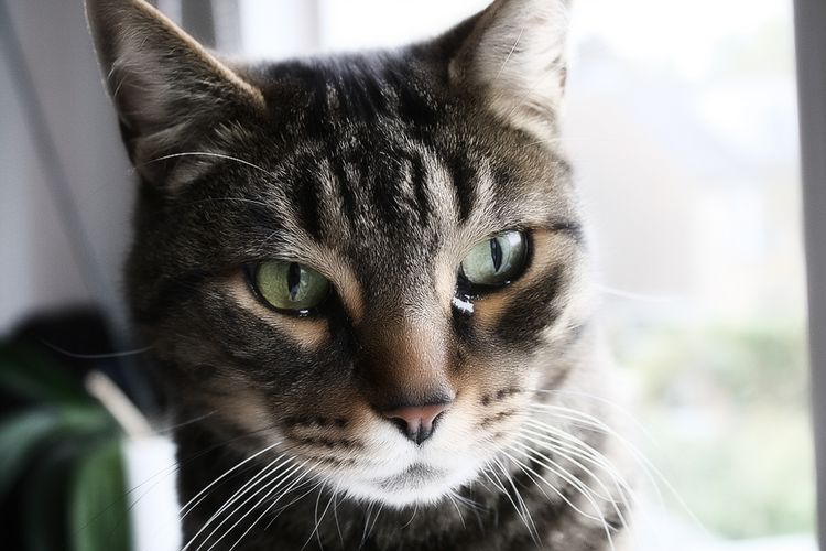 Al gato le llora el ojo