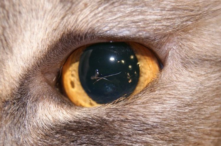 Entropión en gatos