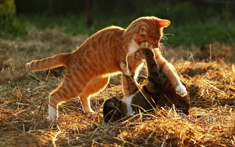 Los gatos se pelean