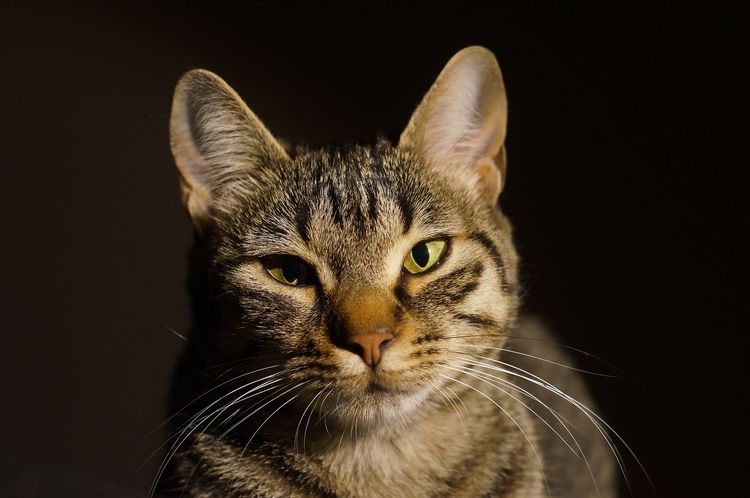 Al gato le llora el ojo