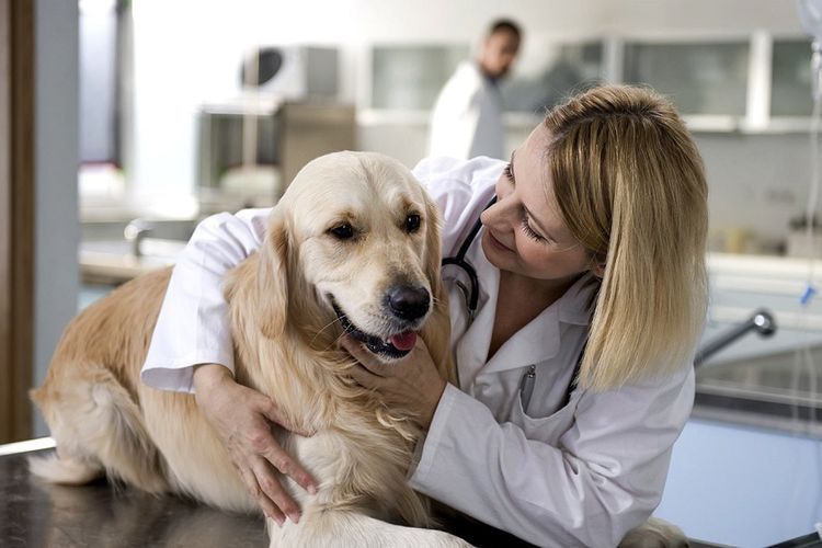 Labrador en la consulta del veterinario