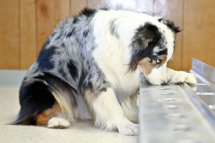 El perro está triste