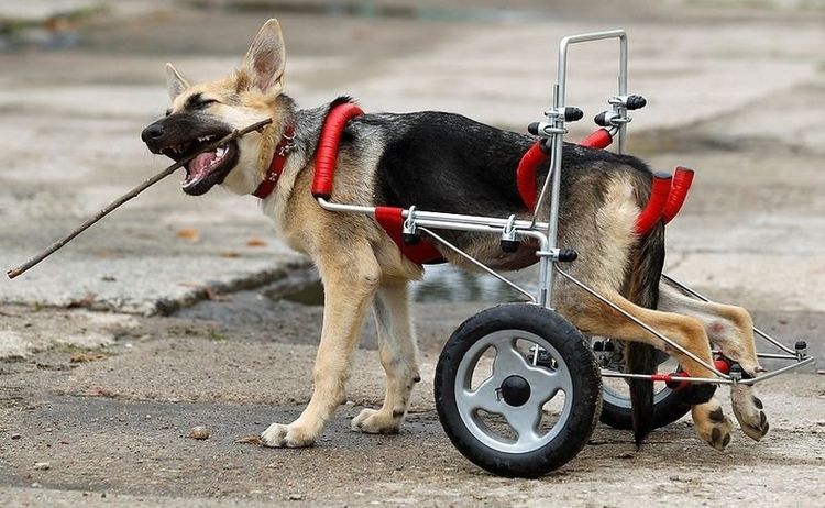 Carro especial para perros cuyas patas traseras han fallado