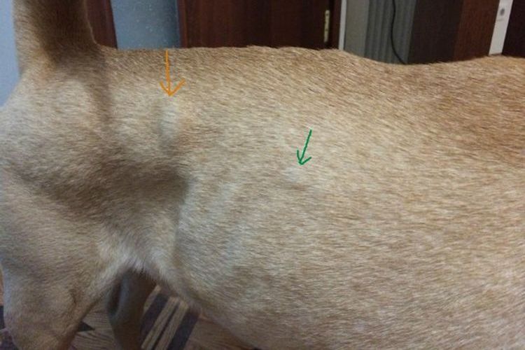 Knoten am Körper des Hundes
