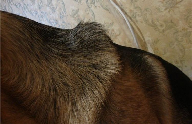 Knoten am Widerrist eines Schäferhundes