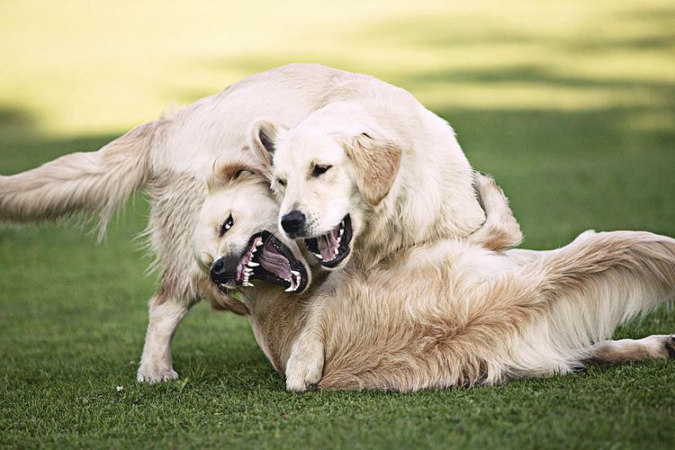 Hunde kämpfen