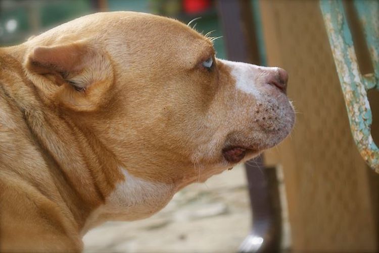 Beule am Hals des Hundes