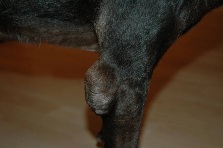 Beule an der Pfote