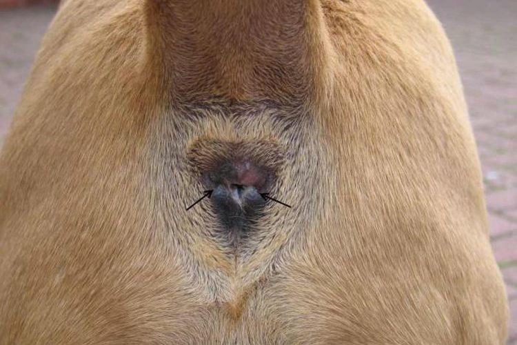 Analdrüsen beim Hund
