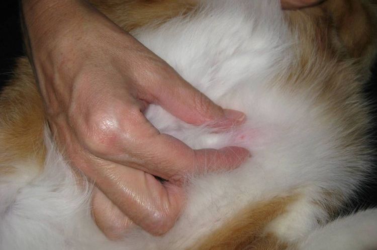 Lipom (Fettgeschwulst) bei Katzen
