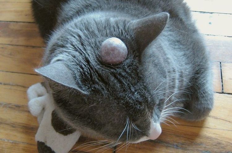 Zyste am Kopf der Katze