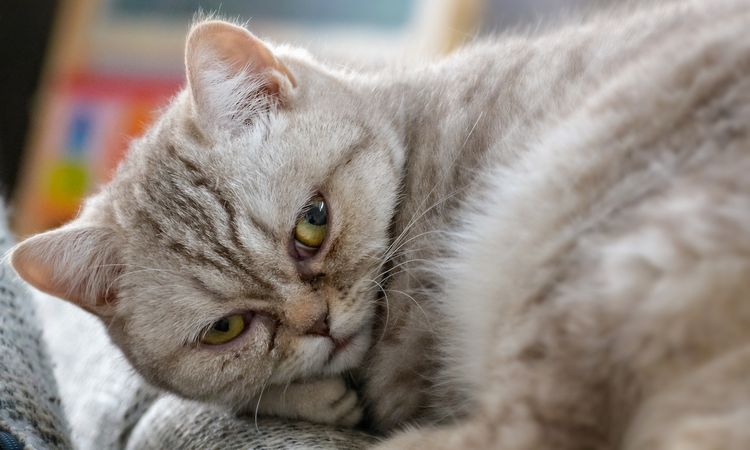 Wütende Katze