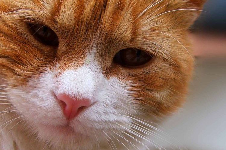 Roter Kater